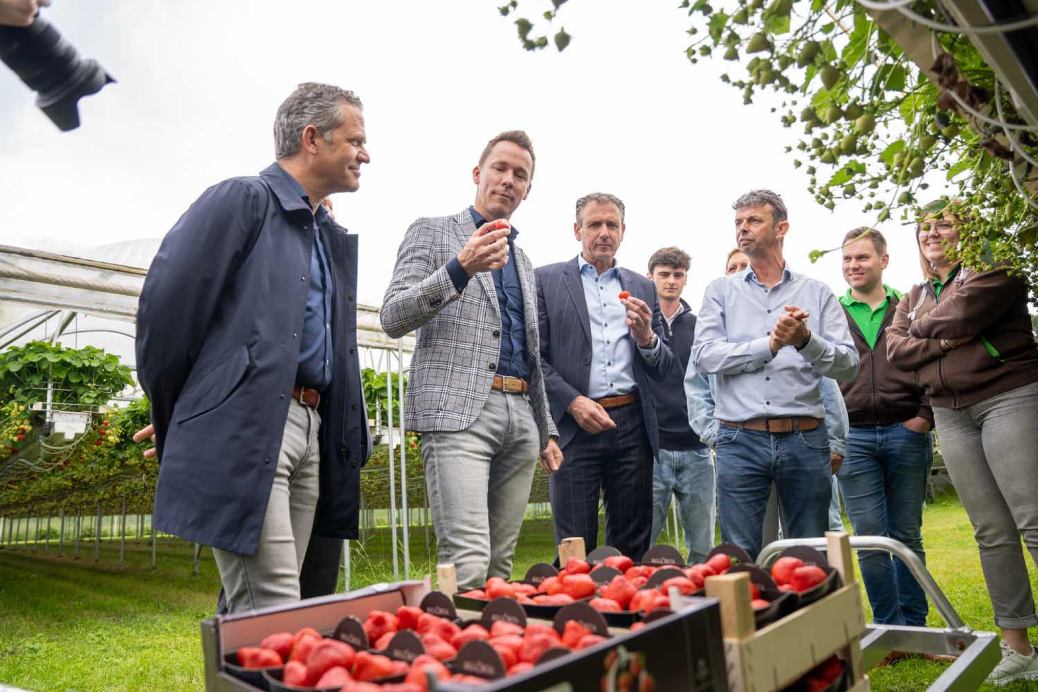 Brouns bij aardbeienteler Reijnders in Lummen3