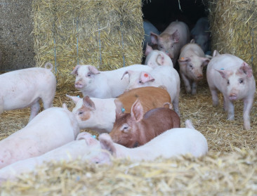 Europese Commissie keurt Vlaamse uitkoopregeling varkenshouderij goed