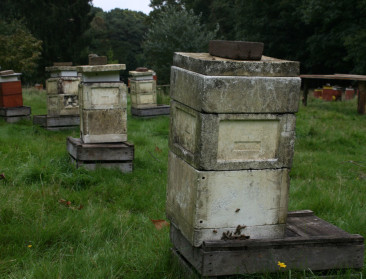 Responsgraad op enquêtes over bijensterfte moet omhoog