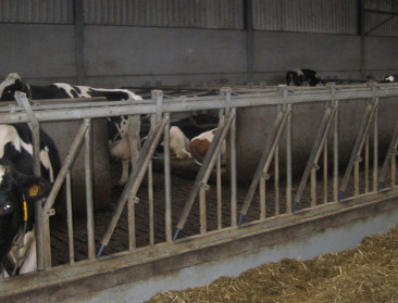 Opent index voor melkkoeienwelzijn perspectieven?