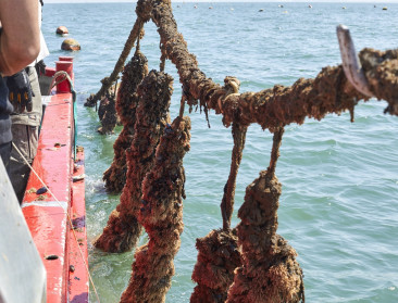 Colruyt wil 3.000 ton mosselen uit de Noordzee oogsten