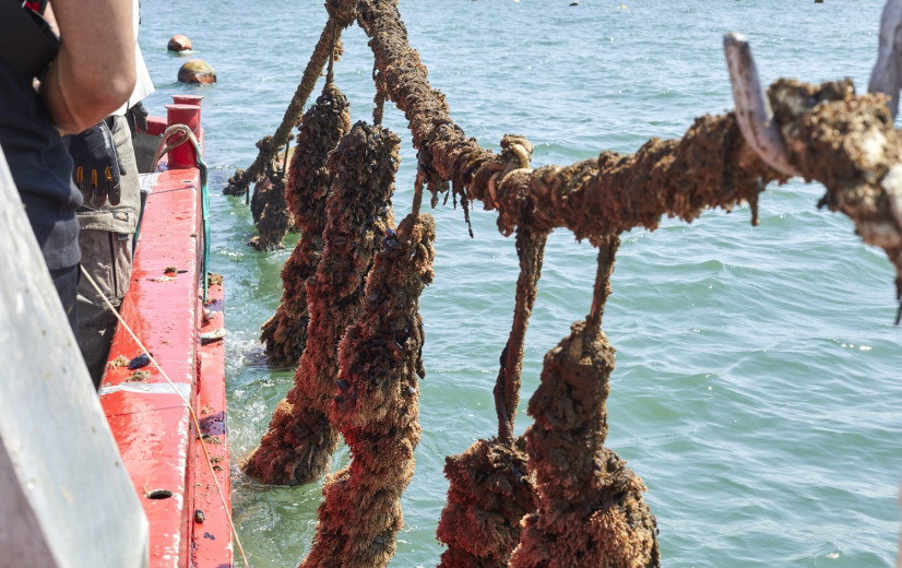 Colruyt wil 3.000 ton mosselen uit de Noordzee oogsten