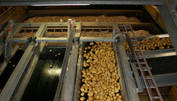Dreigt er een tekort aan frietaardappelen in de fabrieken?