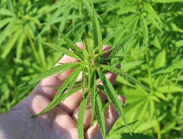 Boerenbond neemt landbouwers en verwerkers mee op hennep-inspiratietoer in Nederland