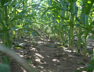 “De veldproef is echt basisonderzoek”