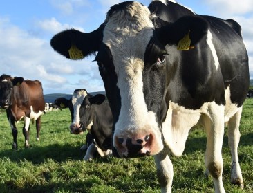 Grazende melkkoe blijkt efficiëntste landbouwdier