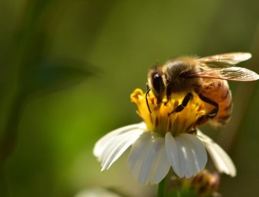 West-Vlaamse kruisbestuivers geven bijen een boost met bijensymposium
