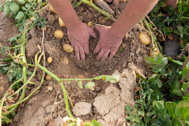 Geen vocht in de aardappelruggen van Karels Kersten in Riemst