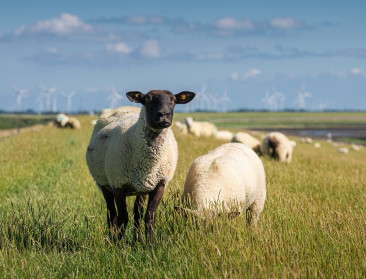 Verplichte vaccinatiecampagne 2025 tegen blauwtong en EHD van start