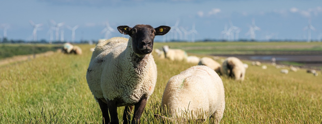 schaapweide