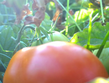 Delhaize start met dakmoestuin op Brusselse supermarkt