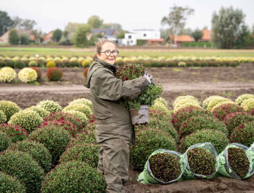 Klaar voor Allerheiligen: Werk zit erop voor de meeste chrysantentelers