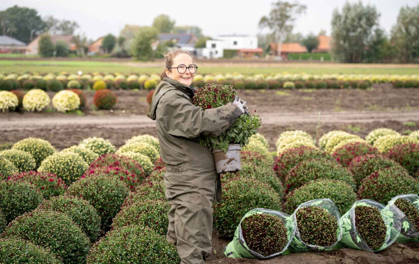 Klaar voor Allerheiligen: Werk zit erop voor de meeste chrysantentelers