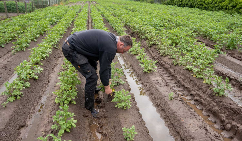 aardappelen gerot in water