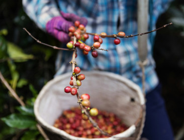 Koffie in crisis: productieketen onder druk