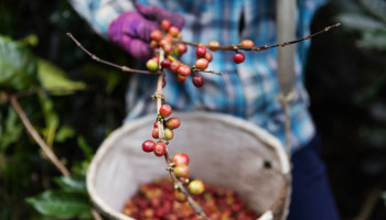 Koffie in crisis: productieketen onder druk