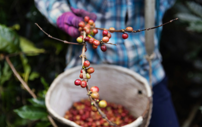 Koffie in crisis: productieketen onder druk