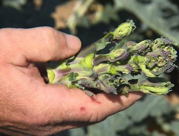 West-Vlaamse groenteteler innoveert met scheutbroccoli