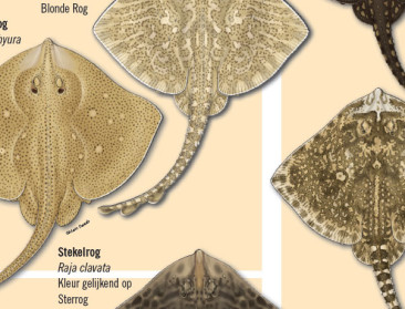 Determinatiemap bedreigde haaien en roggen voor vissers