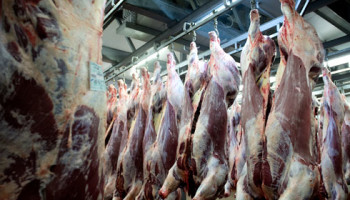 Dalende melkprijs, opstallen en start wildseizoen vergroten afvoer reforme koeien