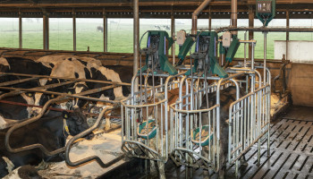 Koeientoilet vermindert ammoniakuitstoot
