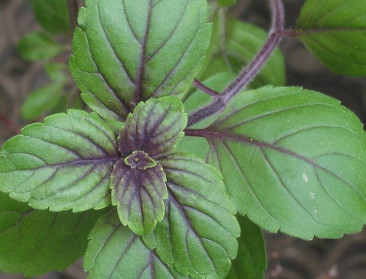 Duitse keten introduceert serreteelt in de supermarkt