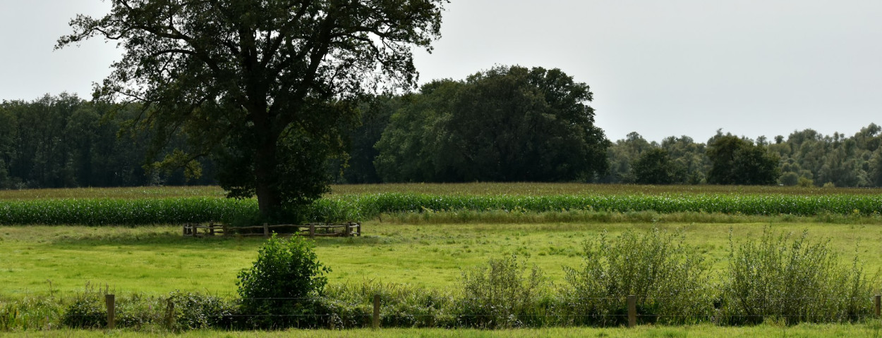 land grond natuur boom nederland_unsplash