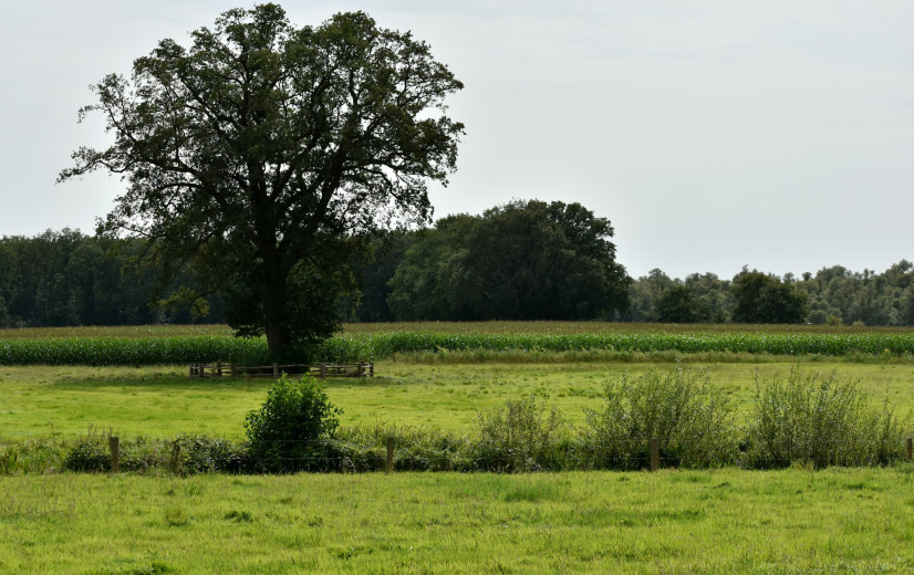 Raad van State geeft Dryade gelijk over stikstof in steenfabriek-arrest, mogelijk precedent