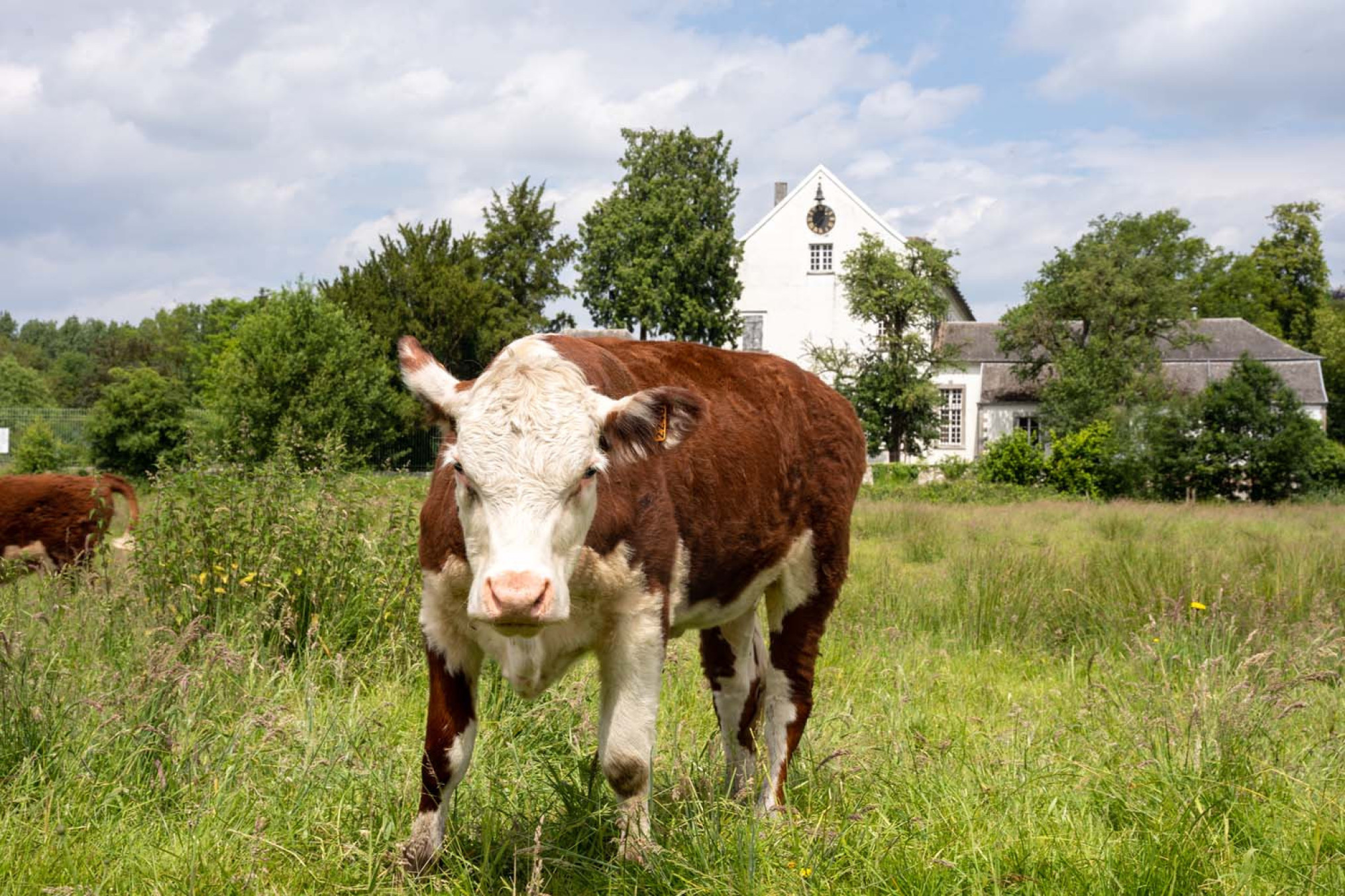 Hereford koeien