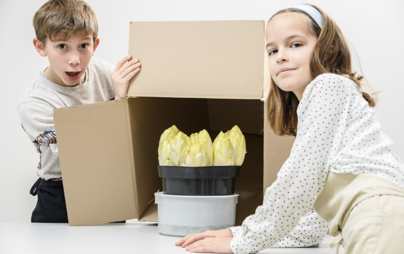 Vlaams-Brabant voedt kinderen op met witloofboxen