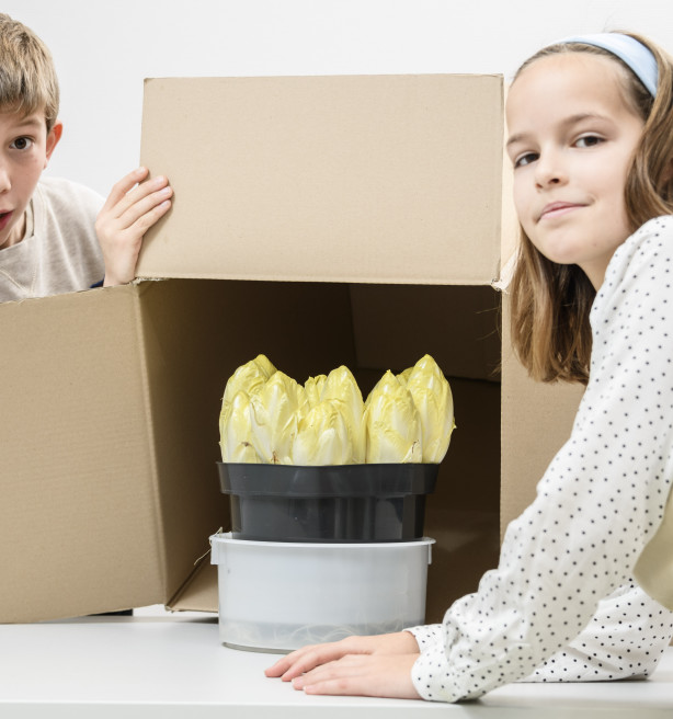 Vlaams-Brabant voedt kinderen op met witloofboxen