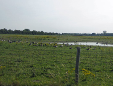 INBO enthousiast over begrazing Zwin door Limousins 