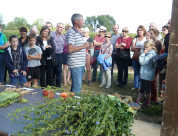 Witlooftelers ervaren dat agrobiodiversiteit werkt