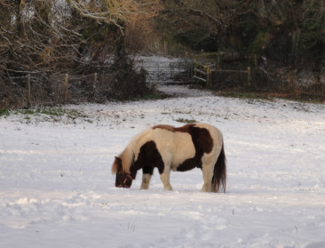 Inspectiedienst Dierenwelzijn wordt de helft groter