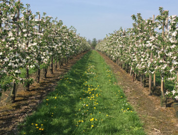 Goede bestuiversbiotoop zorgt voor 10% meer opbrengst