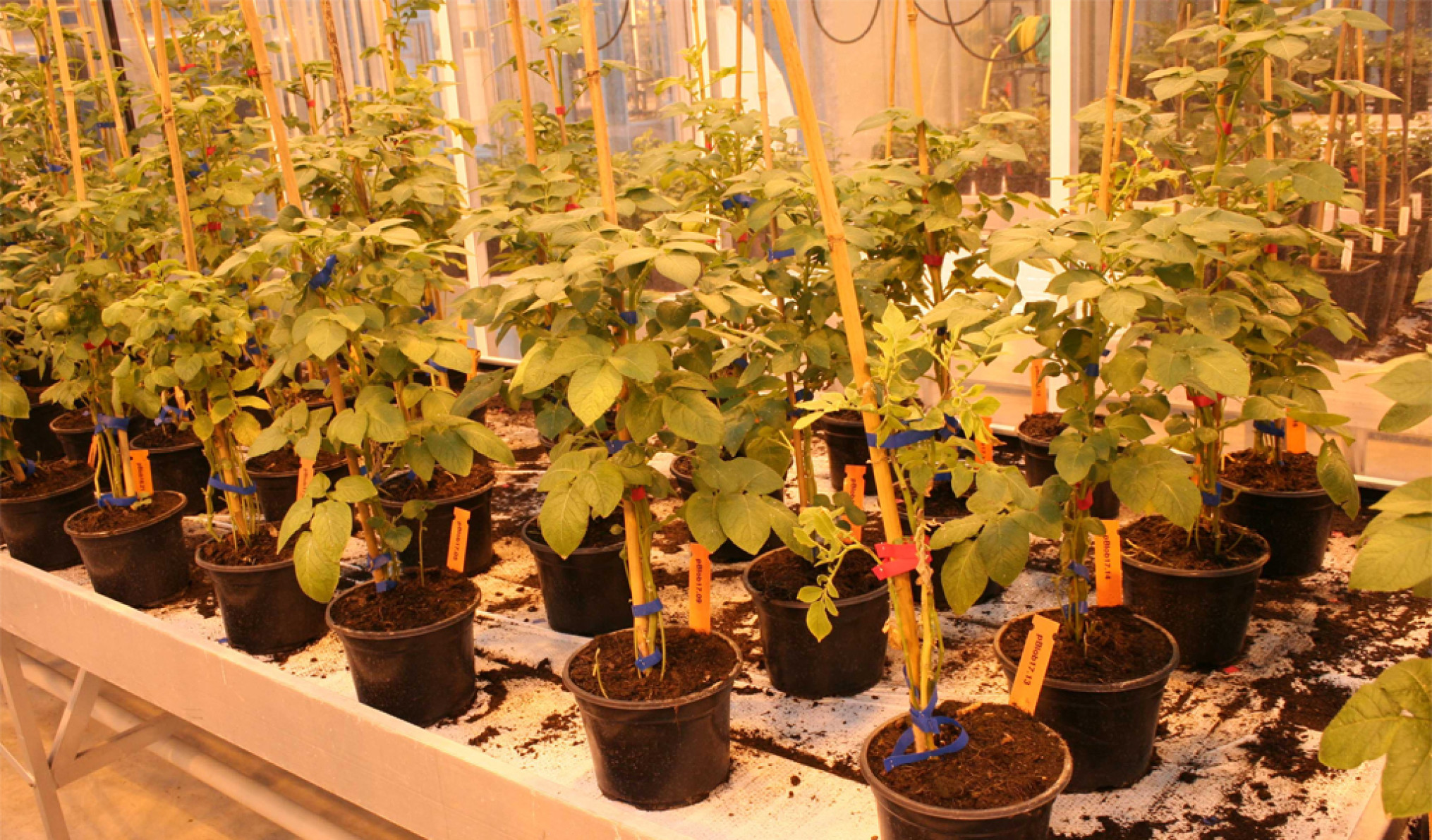 OESO: Wereldwijde landbouwinnovatie daalt