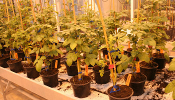 OESO: Wereldwijde landbouwinnovatie daalt