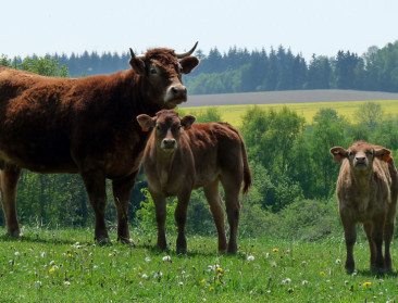 Hoe ziet een duurzame Europese veestapel eruit?