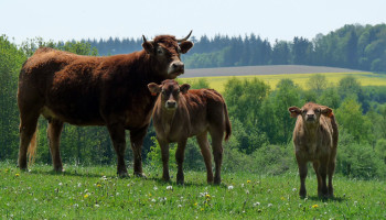Wallonië telt 16.000 boerderijen minder op 30 jaar tijd