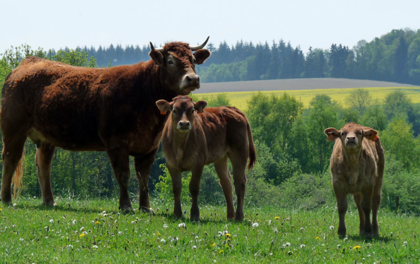Ook Wallonië heeft nu een stikstofarrest: dreigt ook daar een vergunningenstop?