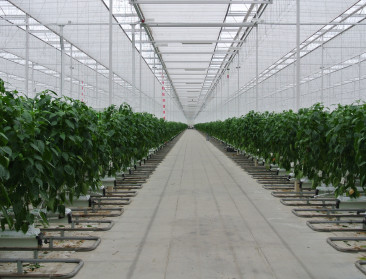 "Nederlandse boer meest milieu-efficiënt"