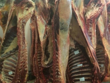 Paardenhandel vaker in beeld bij fraudebestrijders FAVV