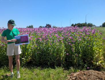 Vlaams-Brabant test nieuwe winterteelten om landbouw weerbaarder te maken tegen droogte en natte lentes