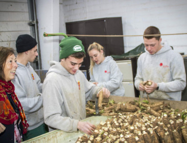 Vlaams-Brabant deelt dit jaar 1.005 witloofboxen uit