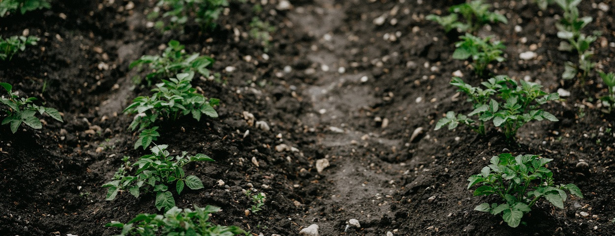 aardappel-veld-bedding-akker-1250