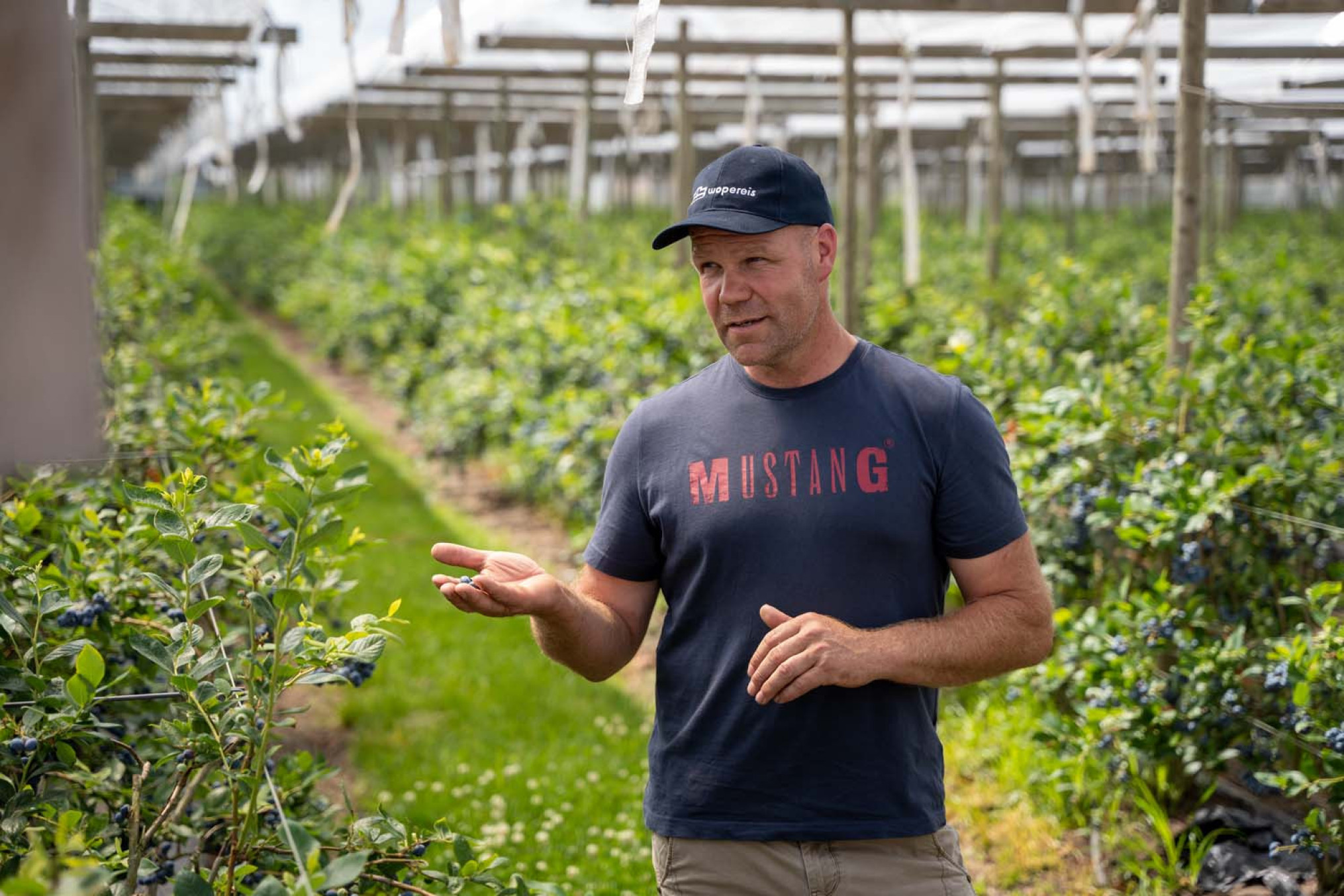 Tom Mertens Blauwe bessen