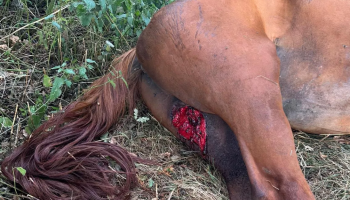 Wolf slaat opnieuw toe in Oudsbergen: nu ook paard slachtoffer