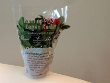 Azalea's kopen voor Kom op tegen Kanker