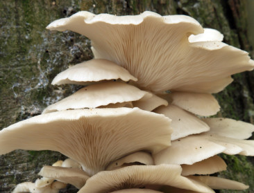 Champignonteler PermaFungi wil organische verpakkingen produceren uit reststroom