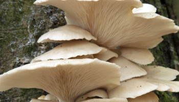 Champignonteler PermaFungi wil organische verpakkingen produceren uit reststroom